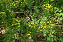 Euphorbia cyparissias