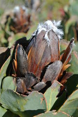Protea grandiceps