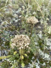 Ferulopsis hystrix