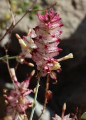 Dyerophytum africanum