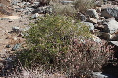 Dyerophytum africanum