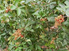 Schinus terebinthifolia