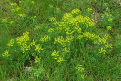 Euphorbia cyparissias