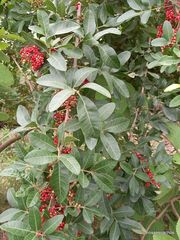 Schinus terebinthifolia