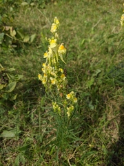 Linaria biebersteinii
