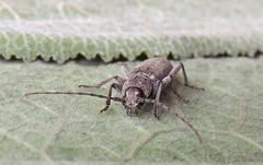 Trichoferus holosericeus