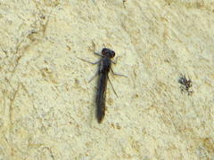 Platycypha fitzsimonsi
