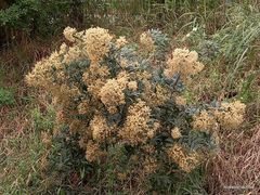 Cabobanthus polysphaerus