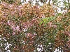 Cabobanthus polysphaerus