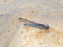 Platycypha fitzsimonsi