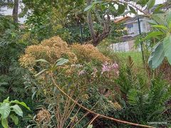 Cabobanthus polysphaerus