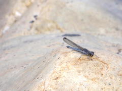 Platycypha fitzsimonsi