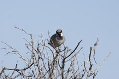 Passer domesticus indicus