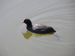 Fulica atra