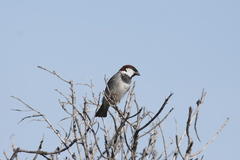 Passer domesticus indicus