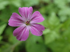 Geranium robertianum