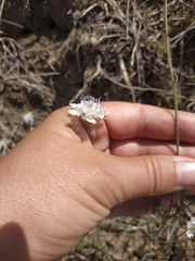 Cephalaria transsylvanica