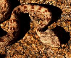 Bitis xeropaga