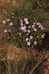 Acmadenia tetragona