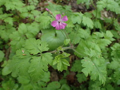 Geranium robertianum