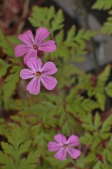 Geranium robertianum