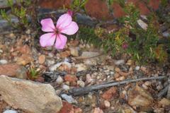 Acmadenia tetragona