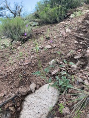 Mirabilis melanotricha