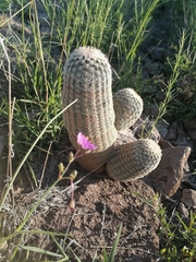 Echinocereus pectinatus rutowiorum