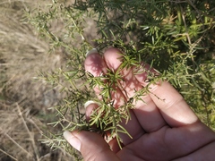 Asparagus verticillatus