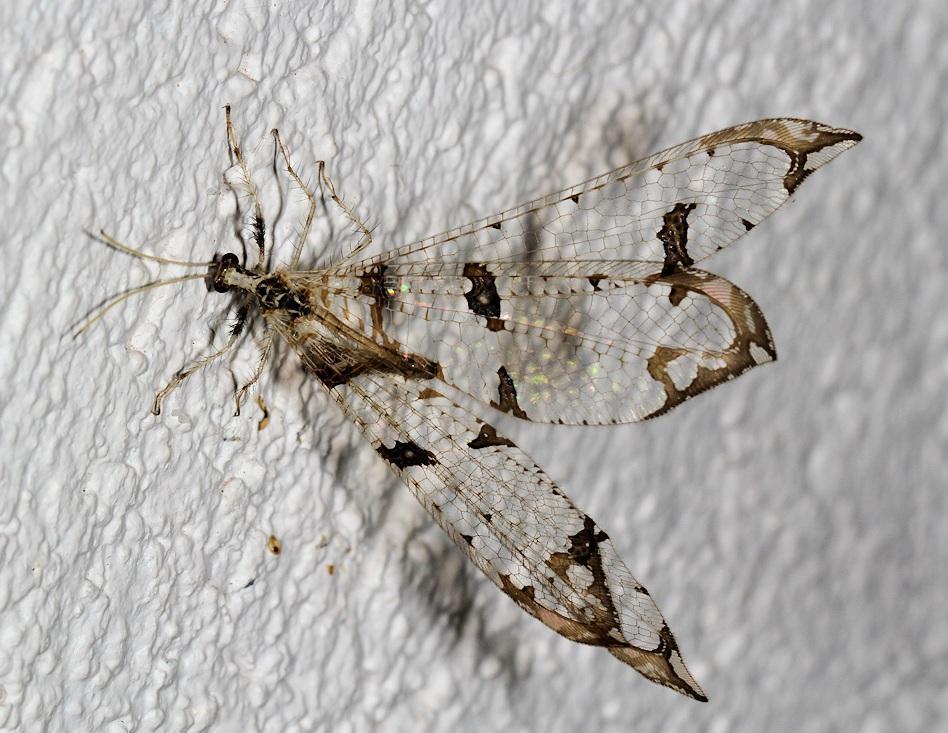 Cymothales poultoni