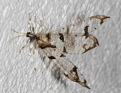 Cymothales eccentros