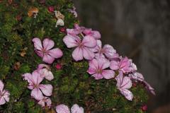 Acmadenia tetragona