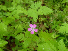 Geranium robertianum