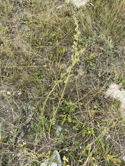 Artemisia laciniata