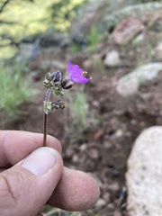 Mirabilis melanotricha