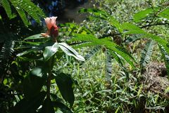 Costus atlanticus
