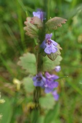 Glechoma hederacea
