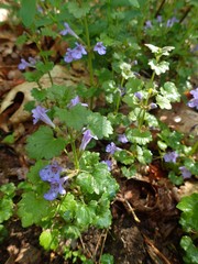 Glechoma hederacea