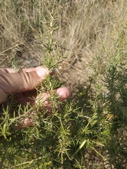 Asparagus verticillatus