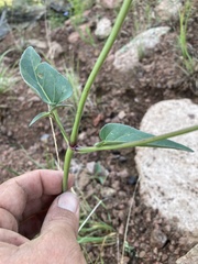 Mirabilis melanotricha