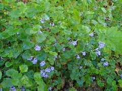 Glechoma hederacea