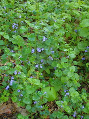 Glechoma hederacea
