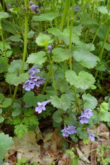 Glechoma hederacea