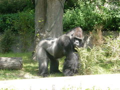 Gorilla gorilla