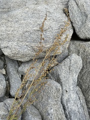 Artemisia laciniata