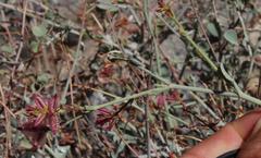 Dyerophytum africanum