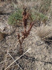 Rumex patientia orientalis