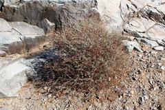 Dyerophytum africanum