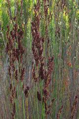 Elegia galpinii