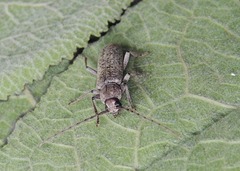 Trichoferus holosericeus